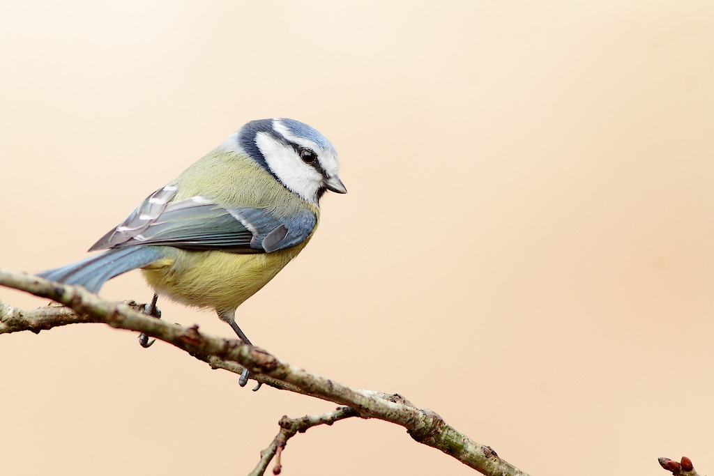 Mésange bleue-1.JPG