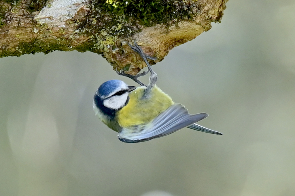 2Mésange-bleue_Bratagne-de Marsan.JPG