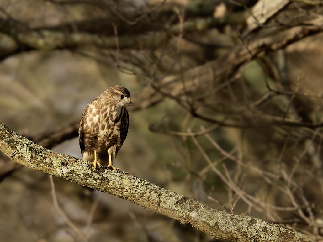 Buse Variable.jpg