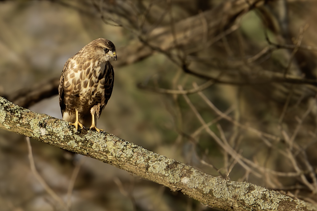 Buse Variable.jpg