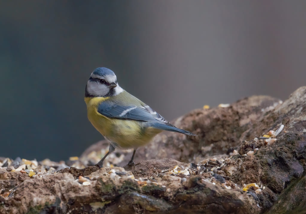 DSC03669 Mesange 1.jpg