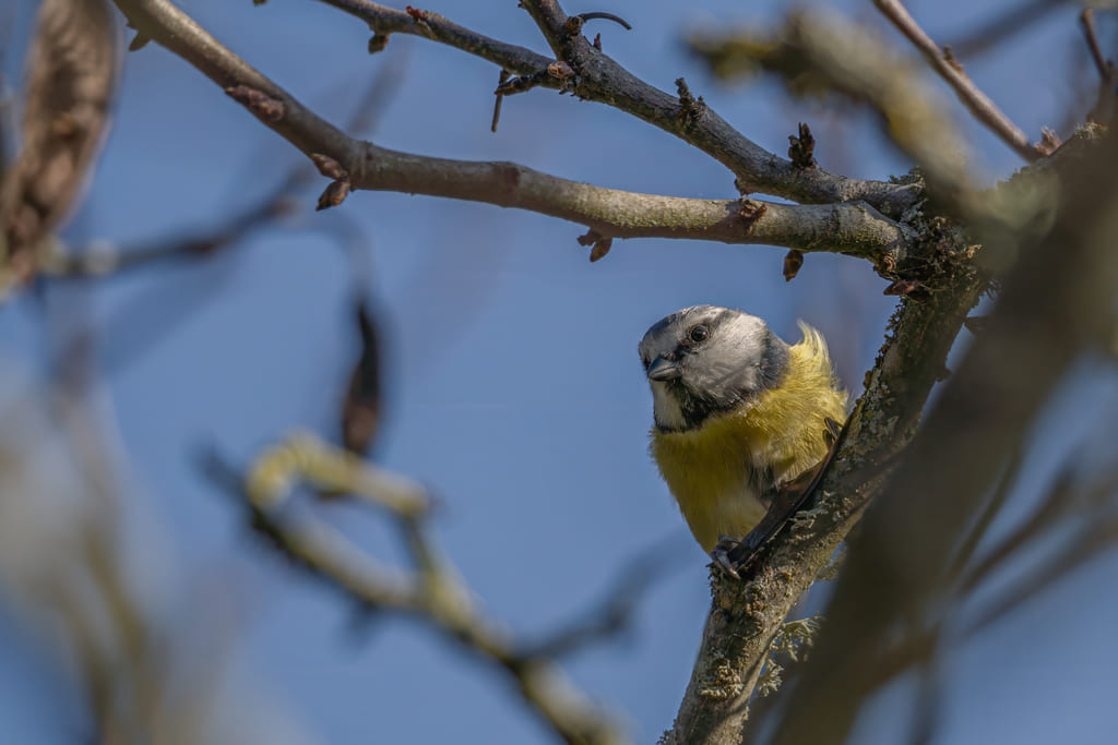 DSC02122 Mesange 3.jpg