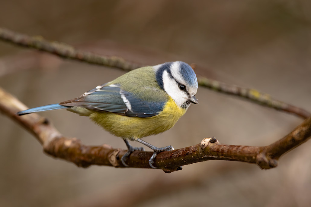 mésange bleue 2.jpg