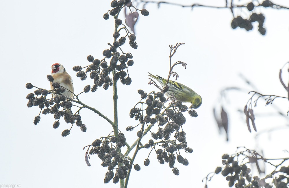 N11 le duo chardonneret et tarin des aulnes.JPG