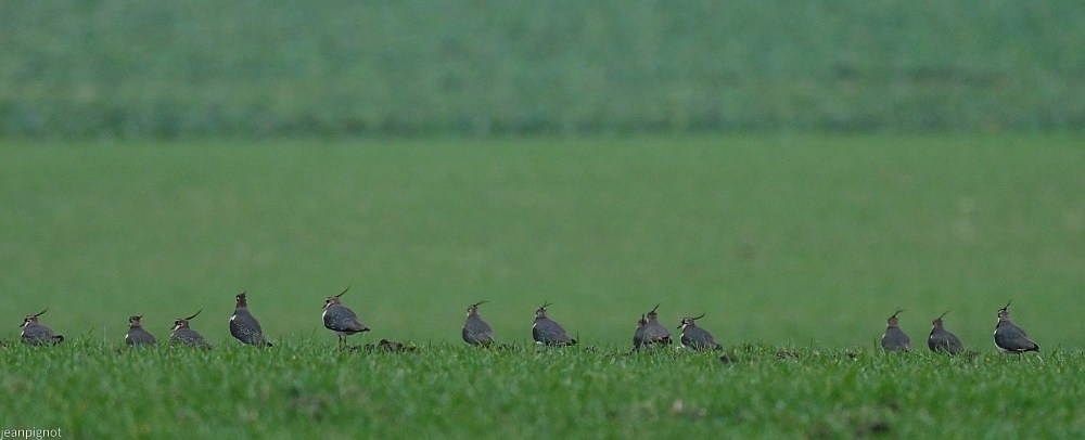 N8 bien alignée dans le vent.JPG