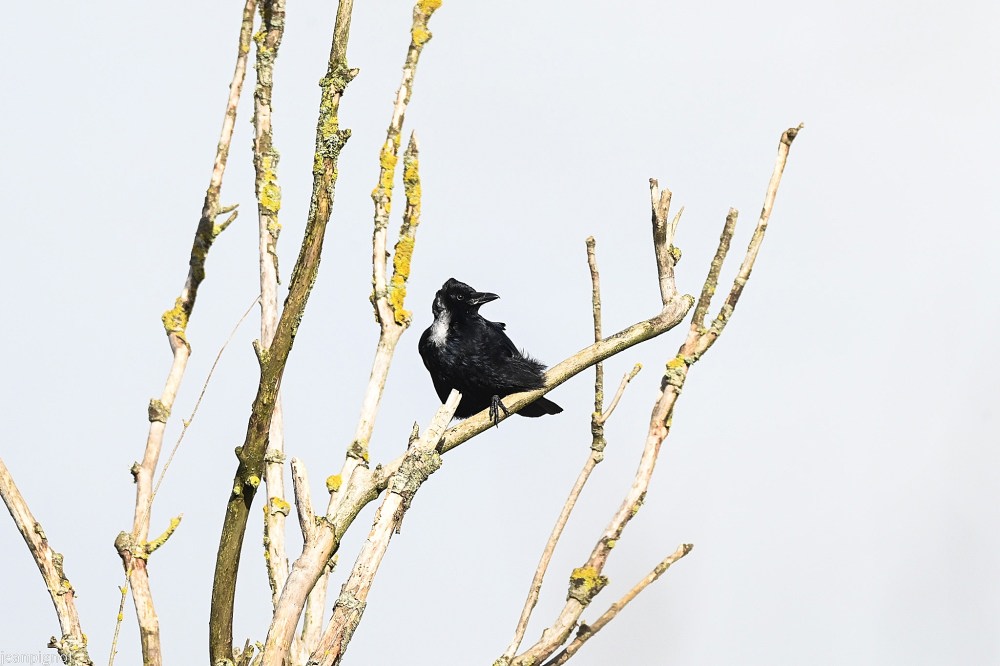 N2 corneille dans le vent.JPG