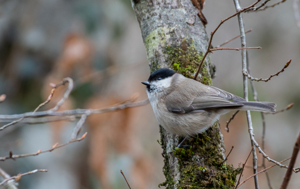 Mésange Nonnette.jpg