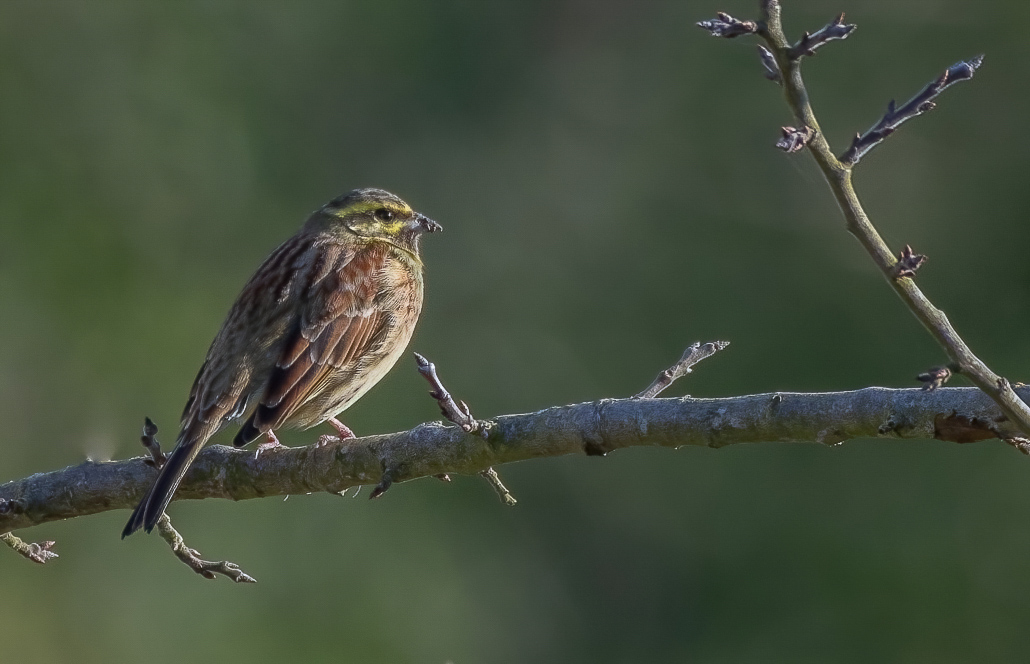 Bruant zizi -2-.jpg