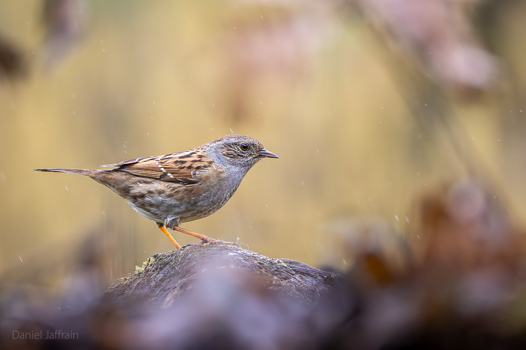 Image et Nature-1-6.jpg