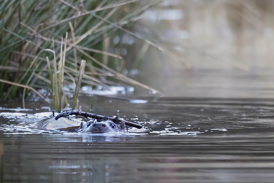 loutre6.jpg