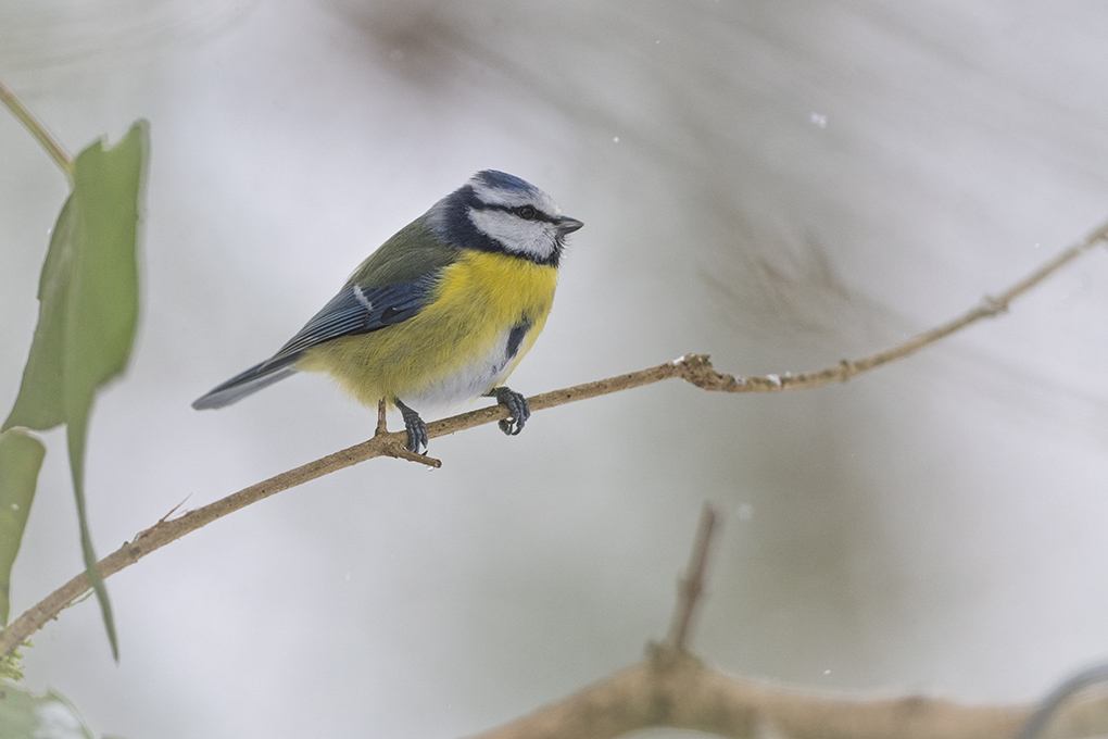 Mésange bleue internet janvier 2026 1.jpg