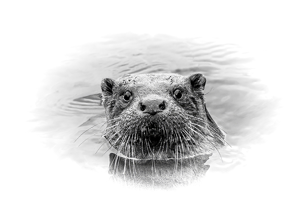 loutre7.jpg