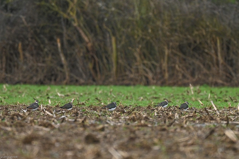 N8 petit groupe de vaneaux.JPG