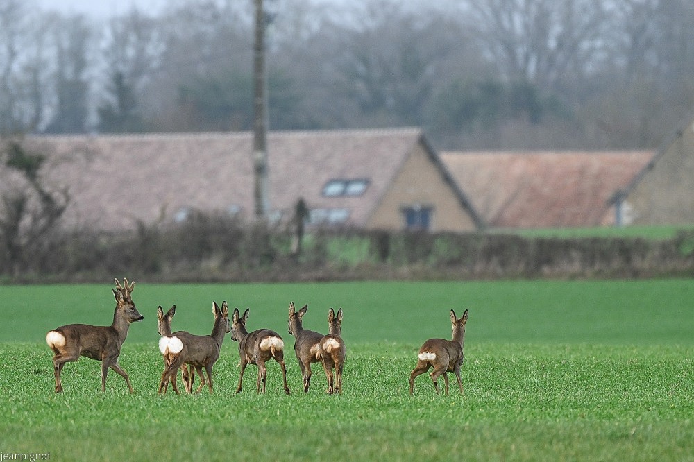 N5 chevreuils de plaine.JPG