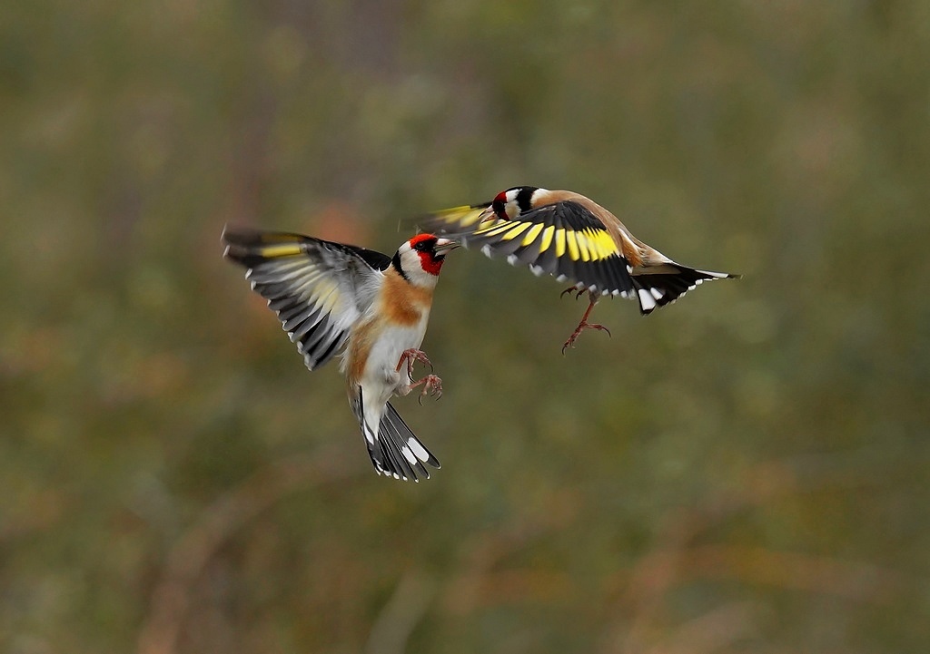 chardonneret  (1).jpg