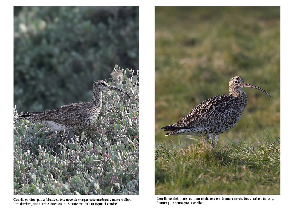 courlis corlieu- cendré  Jacques Rivière.jpg
