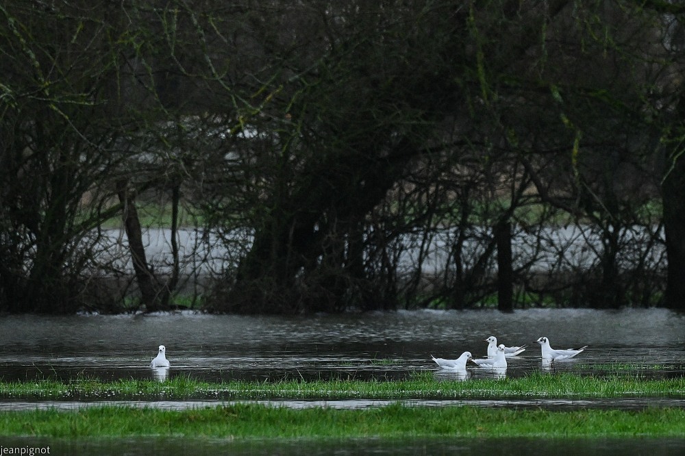 N9 mouettes rioeuses.JPG