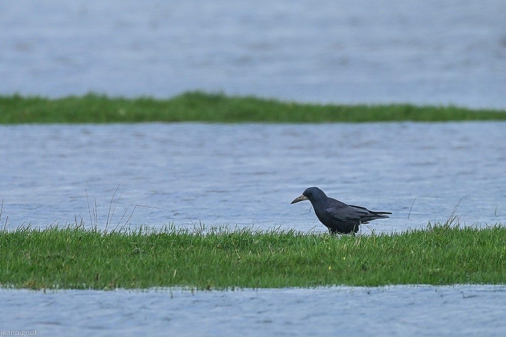 N5 corbeau freu surun ilot.JPG