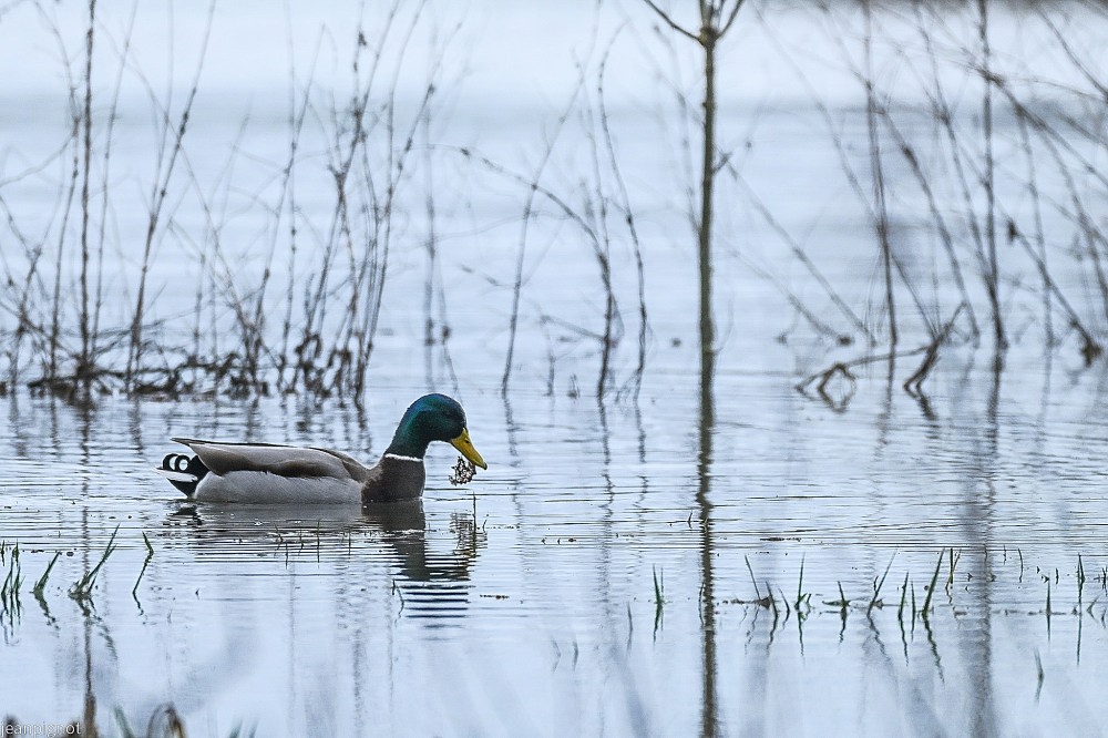 N2 avec un peut d herbe dans le bec.JPG
