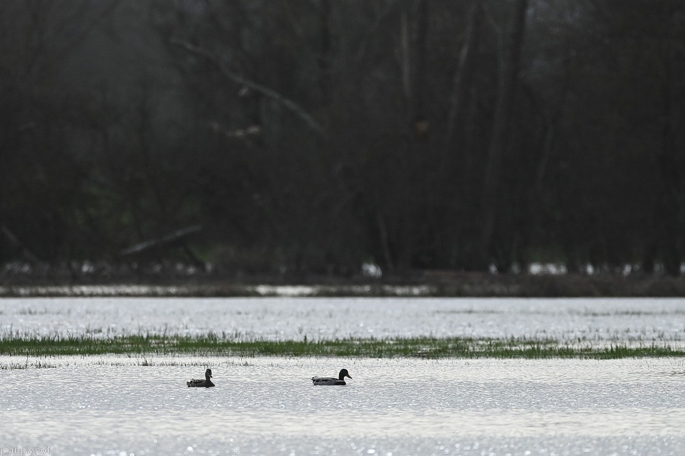 N1 ambience colvert.JPG