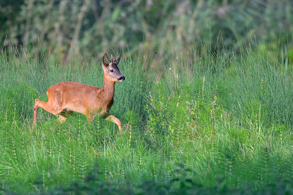 Chevreuil 2025-6.jpg