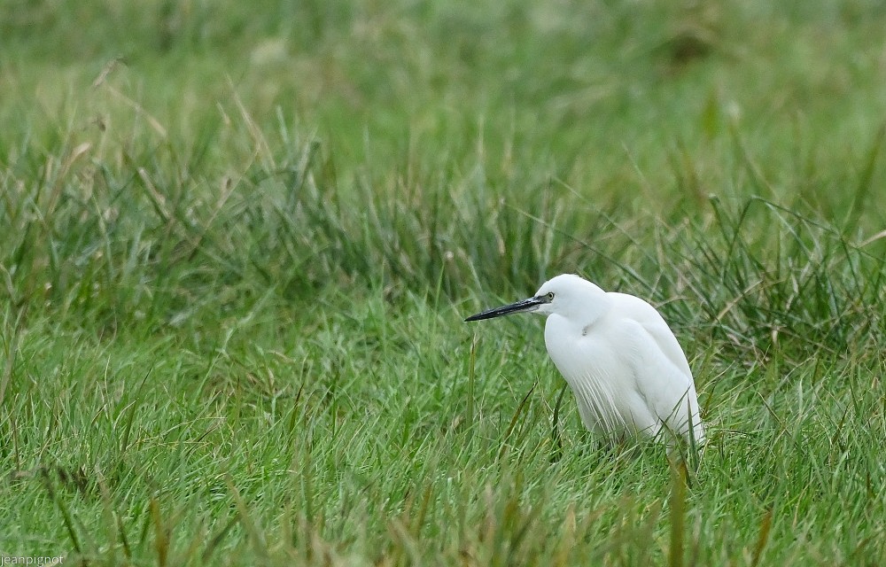 N5 aigrette garzette.JPG
