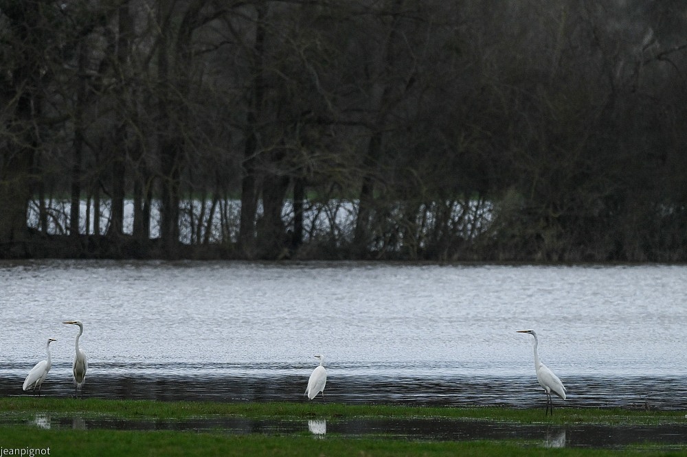 N4 grandes aigrettes.JPG