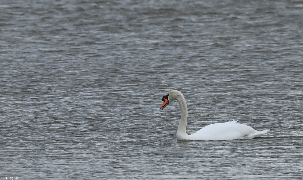 N1 cygne tuberculé.JPG