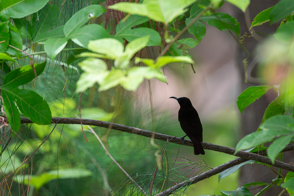 I&N_sous_bois_Souimanga_a_poitrine_rouge.jpg