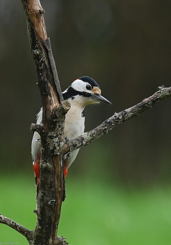 N8 pic epeiche male.JPG