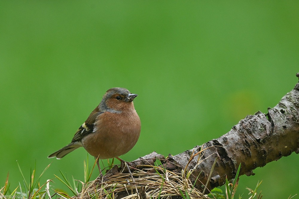 N5 pinson des arbres male.JPG