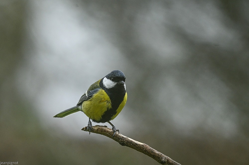 N3 charbponniére.JPG