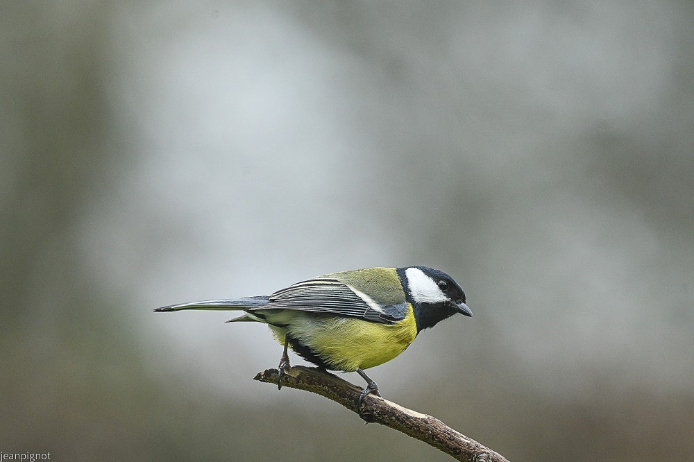 N2 charbonniére.JPG