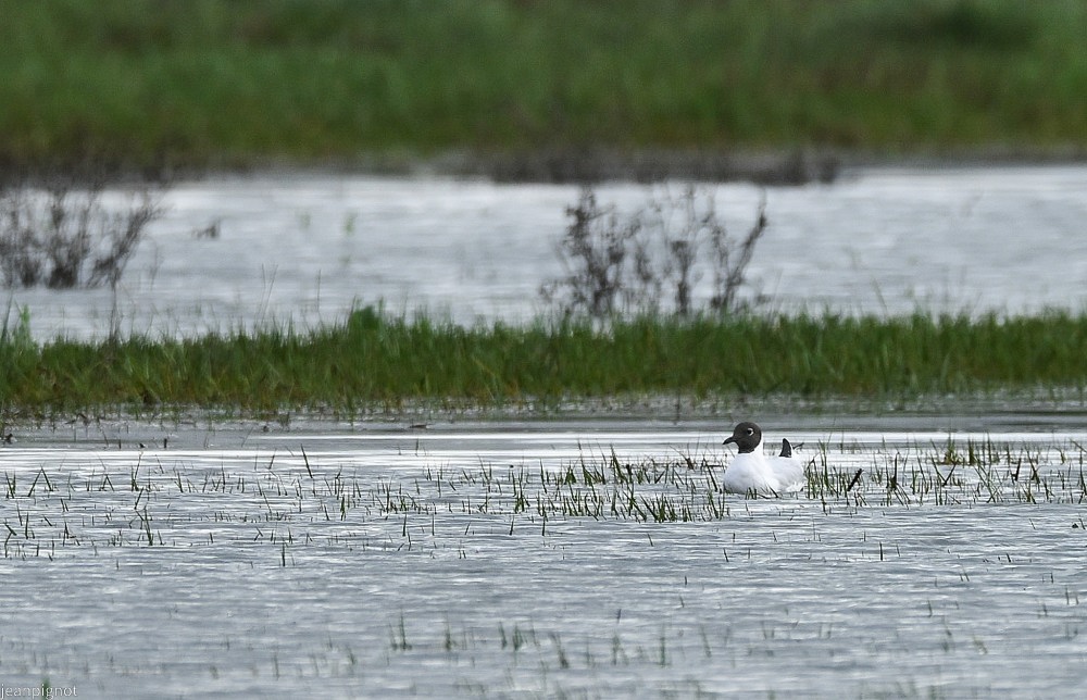 N5 mouette rieuse en plumage nuptial.JPG
