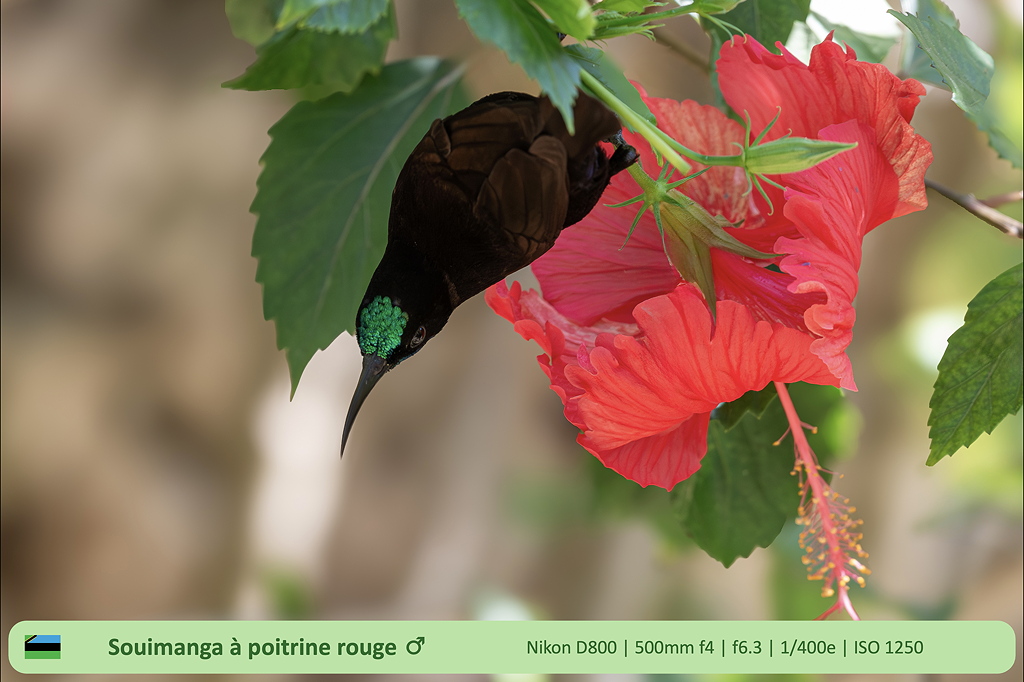 souimanga poitrine rouge maleSD.jpg