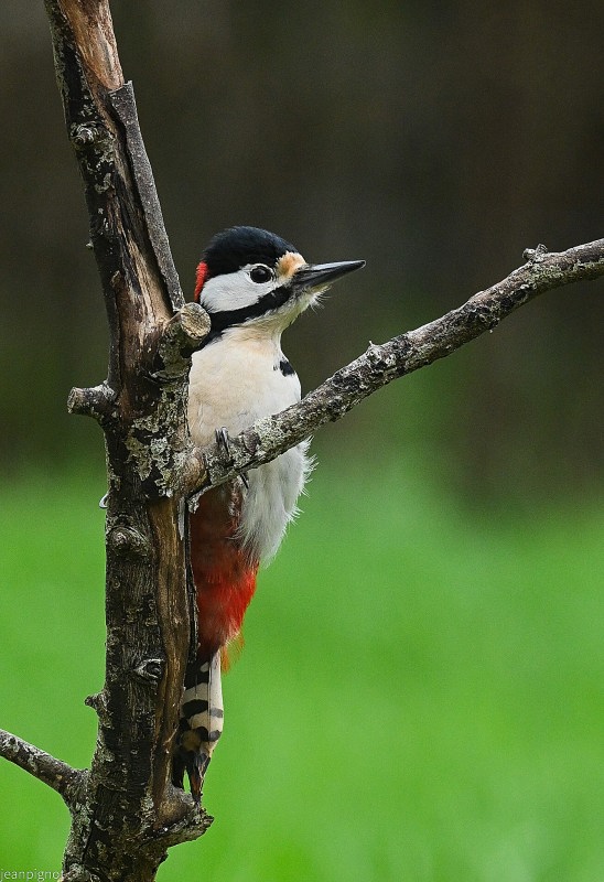 N7 pic epeiche male.JPG