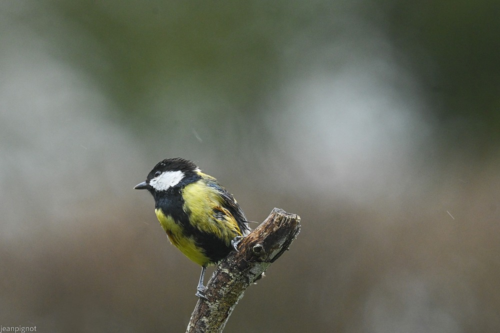 N1 charboniére légérement blessé.JPG