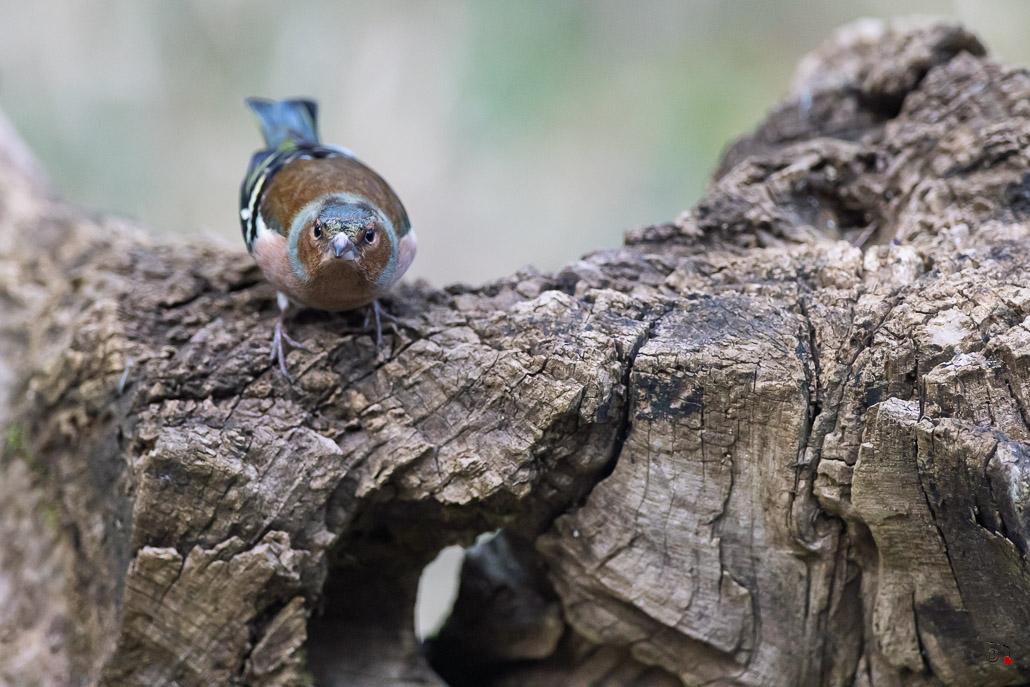 Pinson des arbres (Fringilla coelebs) - Chaffinch-489.jpg
