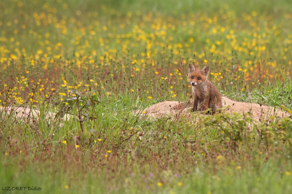 RENARD (20) (Copier).jpg