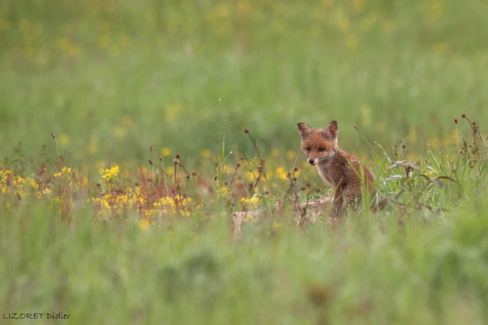 RENARD (35) (Copier).jpg