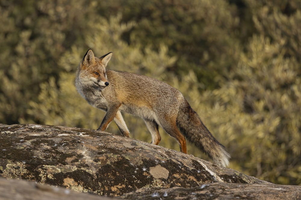 renard roux 1      10 2025    (Copier).jpg