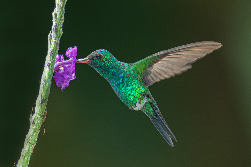 Arianne de Hoffmann.jpg