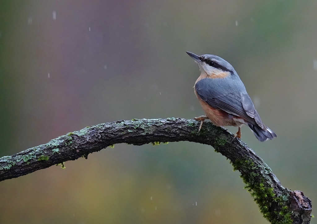 Sittelle (2) - Copie.JPG