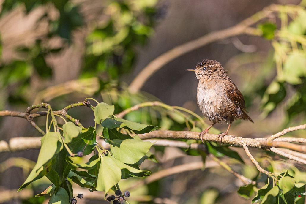 Troglodyte mignon (Troglodytes troglodytes)-372.jpg