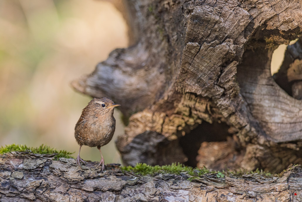 Troglodyte mignon (Troglodytes troglodytes)-377.jpg