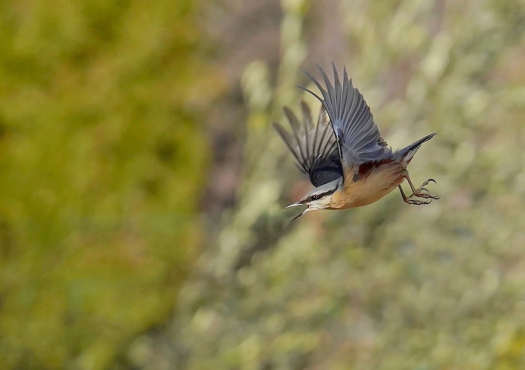 Sittelle torchepot 3.jpg