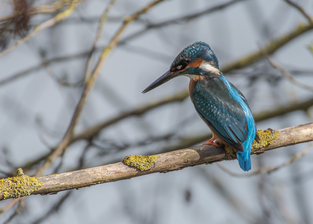 Martin pêcheur -5-.jpg