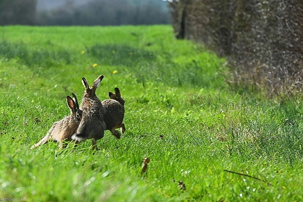 N10 coup de boule_001N10 coup de boule.JPG