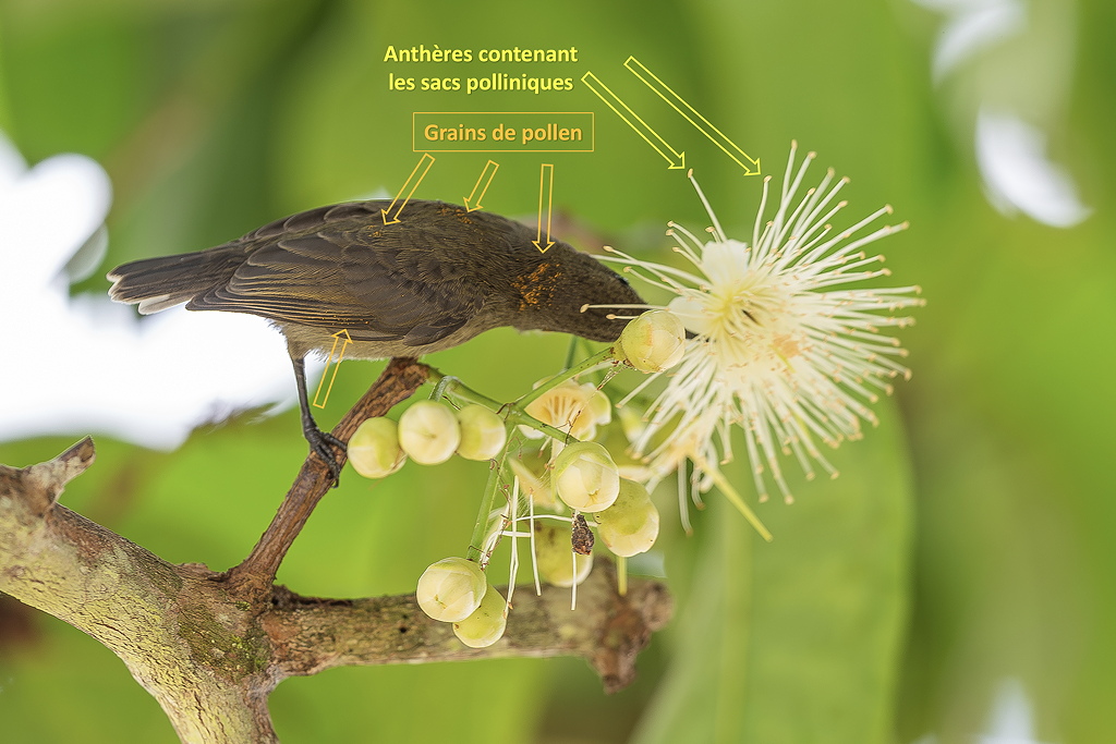 4grains_pollen_SD.jpg