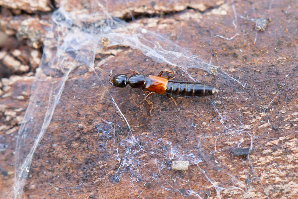 Hypnogyra angularis.jpg